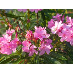 Oleander obyčajný (Nerium oleander) RUŽOVÝ - výška 40-60 cm, kont. C3L (-10/-12°C) NA KMIENKU